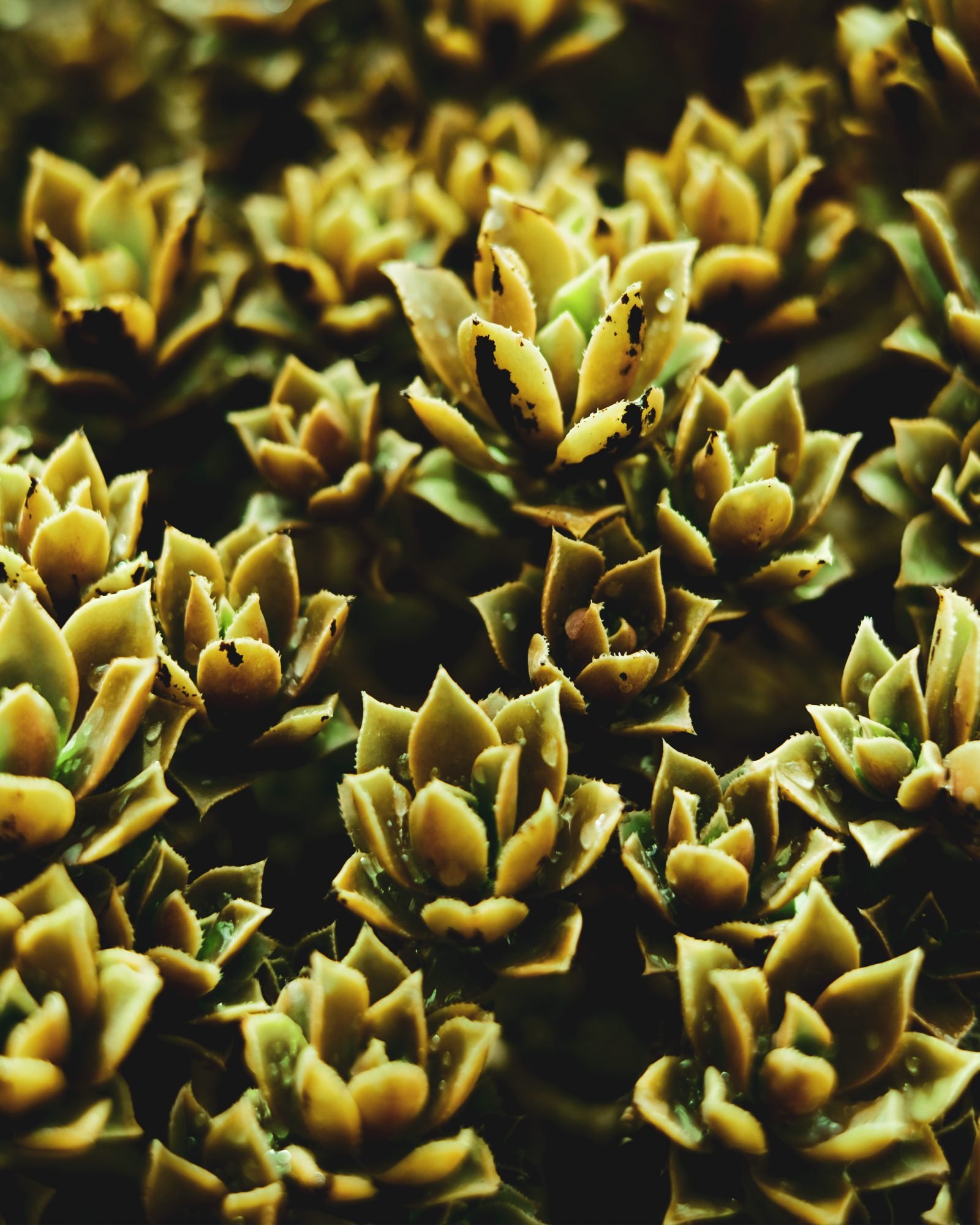 Suculentas — el origen de Del Jardín