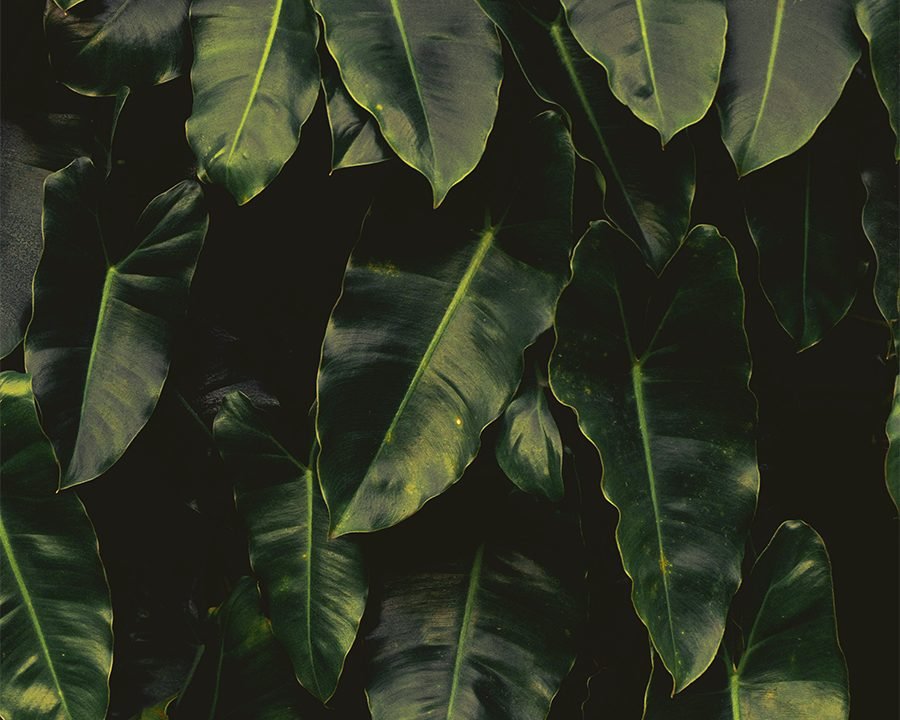 Plantas de interior en una sala de una casa en Barranquilla
