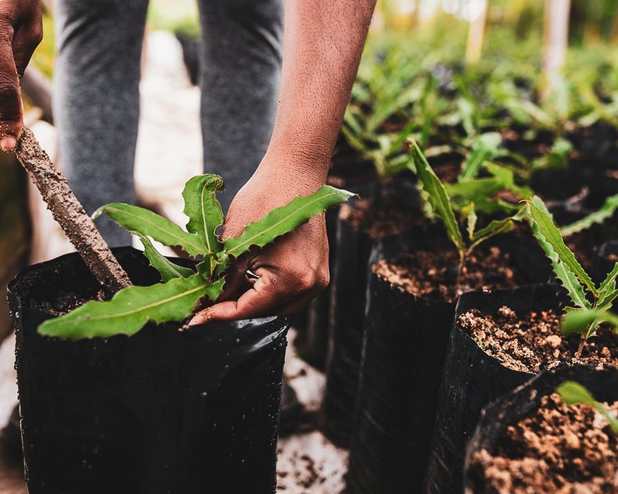 Siembra de árboles y plantas en un proyecto nuevo de construcción